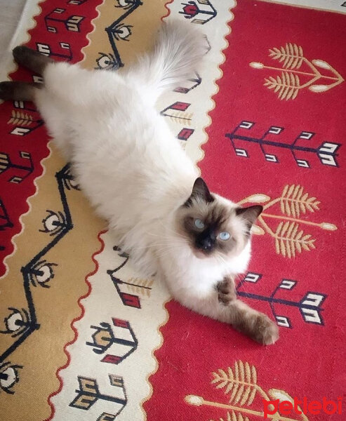 Ragdoll, Kedi  hero fotoğrafı