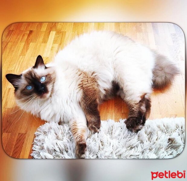 Ragdoll, Kedi  hero fotoğrafı