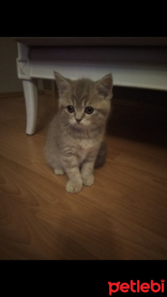 Scottish Fold, Kedi  Kod fotoğrafı