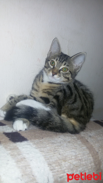 Tekir Kedi, Kedi  Melek fotoğrafı