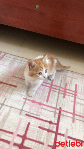 Tekir Kedi, Kedi  Jülide fotoğrafı