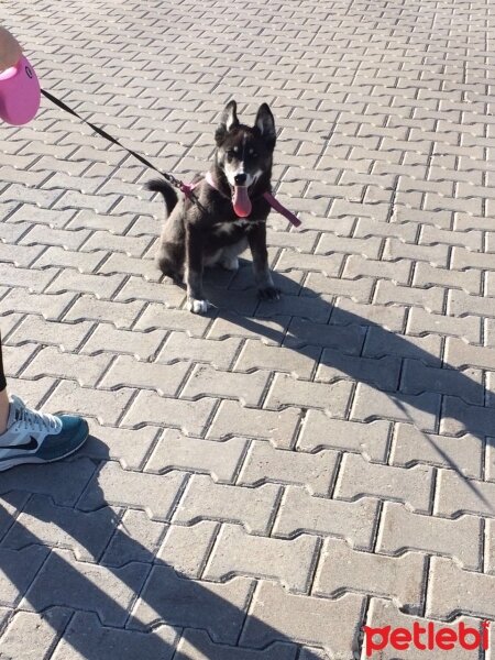 Sibirya Kurdu (Husky), Köpek  mia fotoğrafı