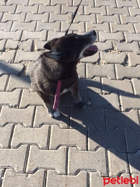 Sibirya Kurdu (Husky), Köpek  mia fotoğrafı