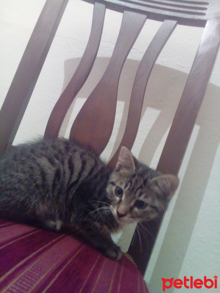 Tekir Kedi, Kedi  leo fotoğrafı