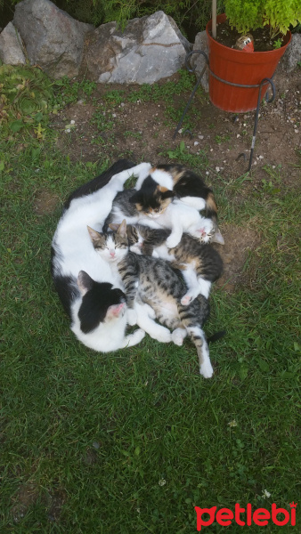 Tekir Kedi, Kedi  Duman, Tekir fotoğrafı