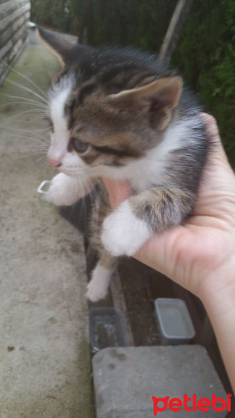 Tekir Kedi, Kedi  Duman, Tekir fotoğrafı