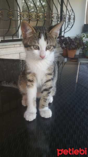 Tekir Kedi, Kedi  Duman, Tekir fotoğrafı
