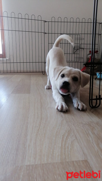 Maltese, Köpek  Mary fotoğrafı