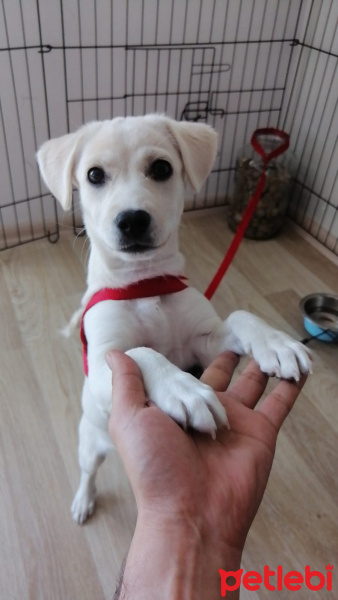 Maltese, Köpek  Mary fotoğrafı