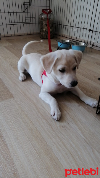 Maltese, Köpek  Mary fotoğrafı
