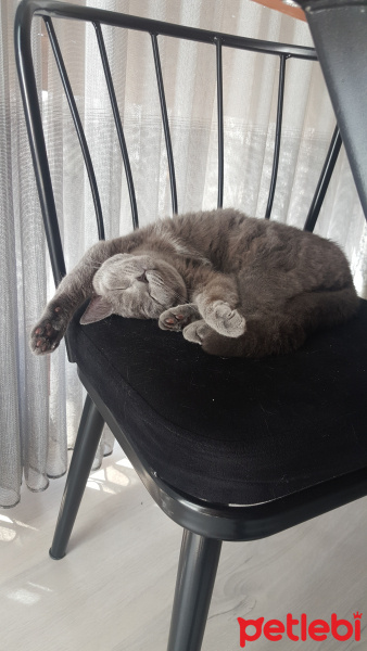 British Shorthair, Kedi  Gölge fotoğrafı