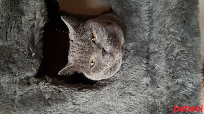 British Shorthair, Kedi  Gölge fotoğrafı