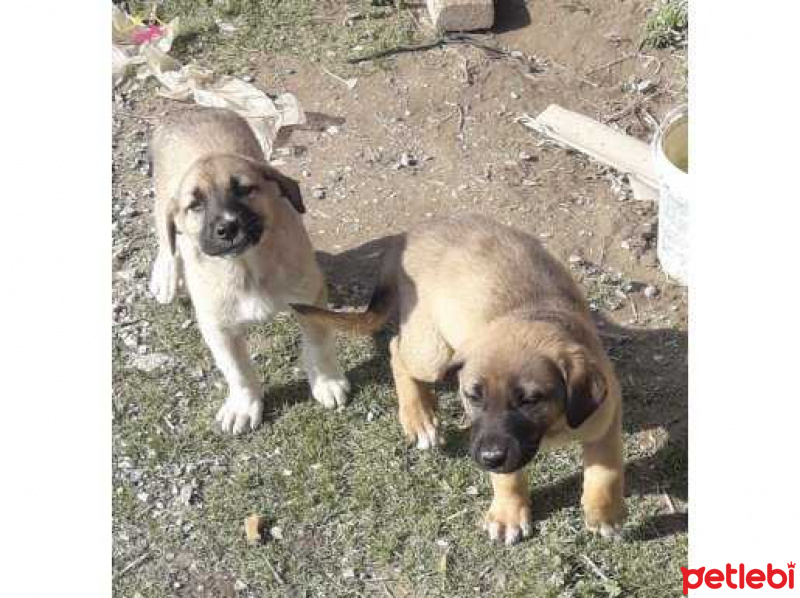 Kangal, Köpek  pusat fotoğrafı
