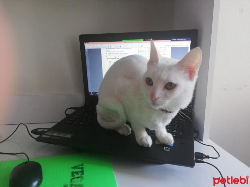 Ankara Kedisi, Kedi  Pamuk fotoğrafı