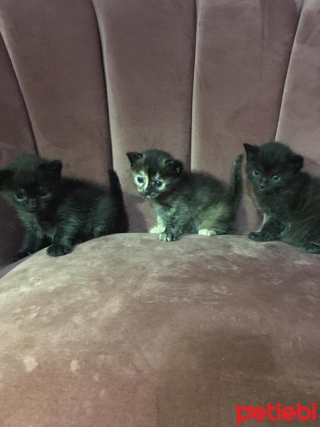 Scottish Fold, Kedi  Badem İncir Behlül fotoğrafı
