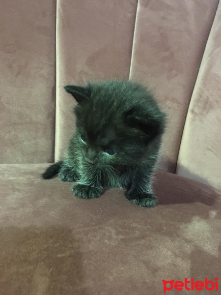 Scottish Fold, Kedi  Badem İncir Behlül fotoğrafı