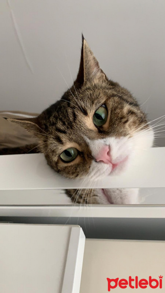 Tekir Kedi, Kedi  Çörek fotoğrafı