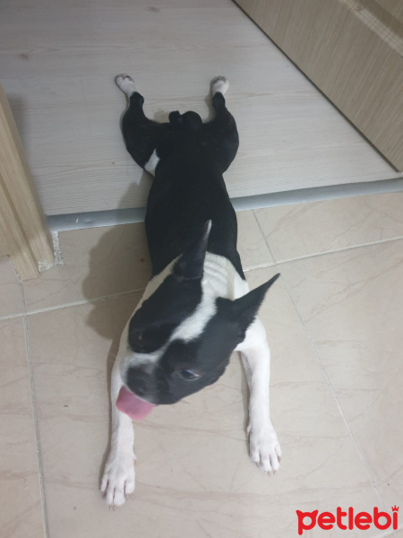 Fransız Bulldog, Köpek  BOMİ fotoğrafı