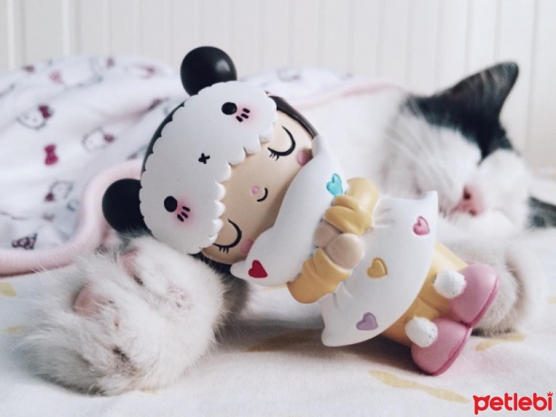 Tekir Kedi, Kedi  JJ fotoğrafı