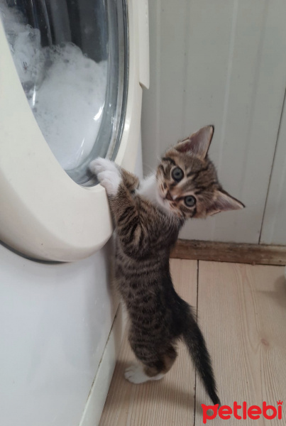 Tekir Kedi, Kedi  Leo , minik kedim❤️ fotoğrafı