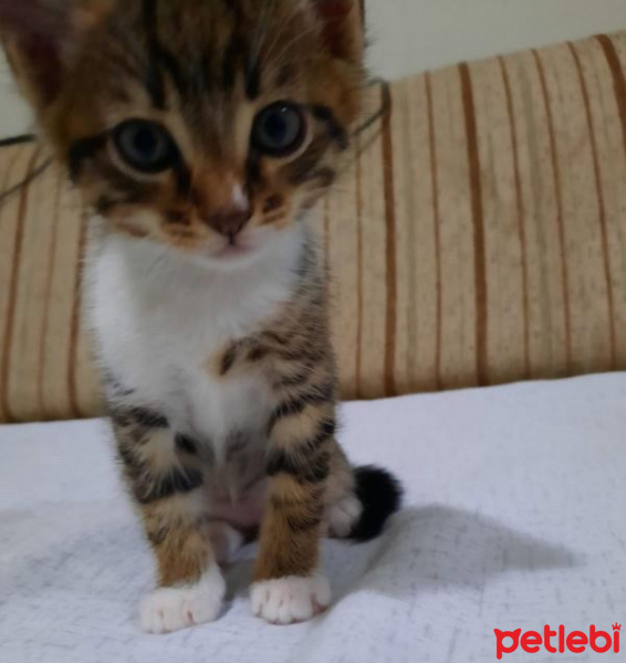Tekir Kedi, Kedi  Leo , minik kedim❤️ fotoğrafı