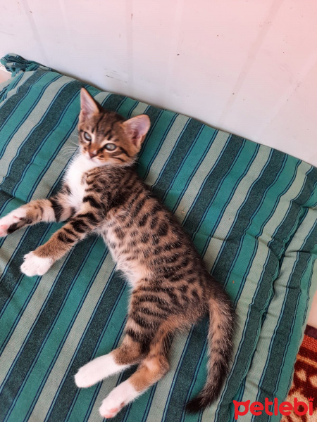 Tekir Kedi, Kedi  Leo , minik kedim❤️ fotoğrafı