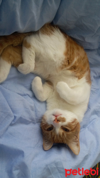 Tekir Kedi, Kedi  Kavun fotoğrafı