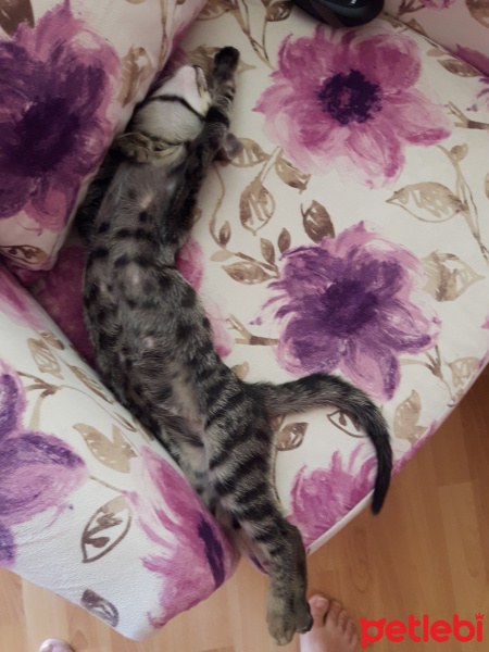 Tekir Kedi, Kedi  GIDIK fotoğrafı