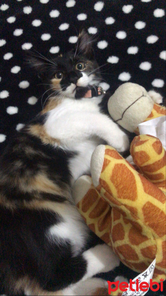 Tekir Kedi, Kedi  Yulaf fotoğrafı