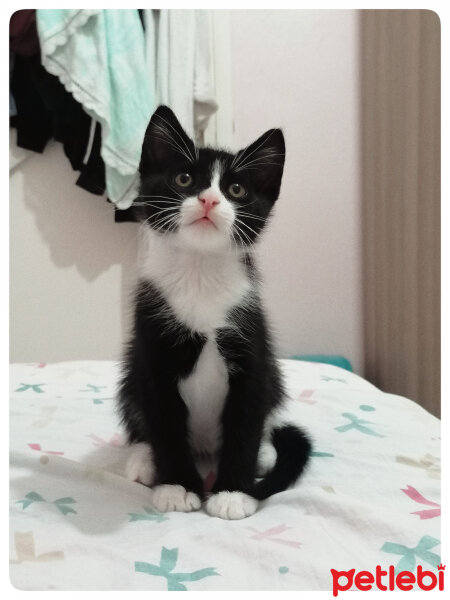 Tuxedo (Smokin) Kedi, Kedi  Mila fotoğrafı