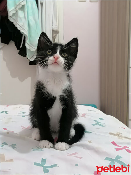 Tuxedo (Smokin) Kedi, Kedi  Mila fotoğrafı