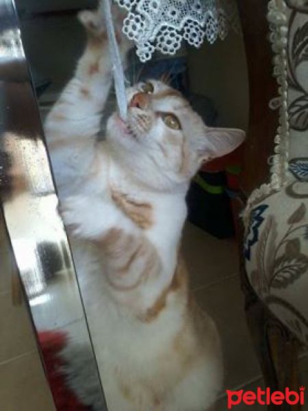 Tekir Kedi, Kedi  Pati fotoğrafı