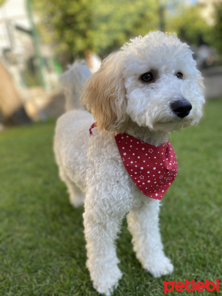 Poodle (Minyatür Kaniş), Köpek  BADEM fotoğrafı