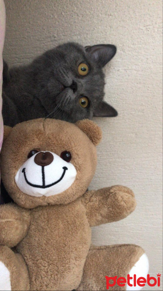 British Shorthair, Kedi  poyraz fotoğrafı
