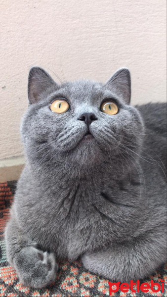 British Shorthair, Kedi  poyraz fotoğrafı