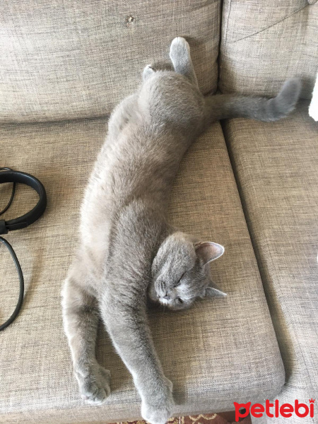 British Shorthair, Kedi  poyraz fotoğrafı