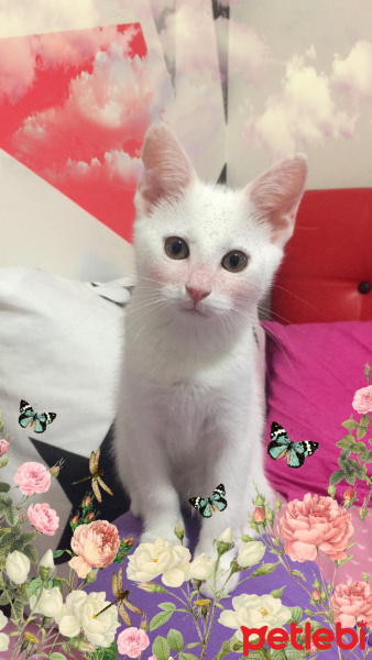 Ankara Kedisi, Kedi  Mia fotoğrafı