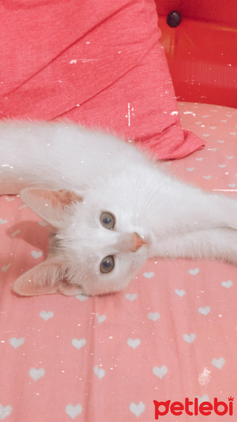 Ankara Kedisi, Kedi  Mia fotoğrafı