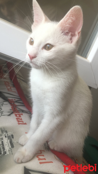 Ankara Kedisi, Kedi  Mia fotoğrafı