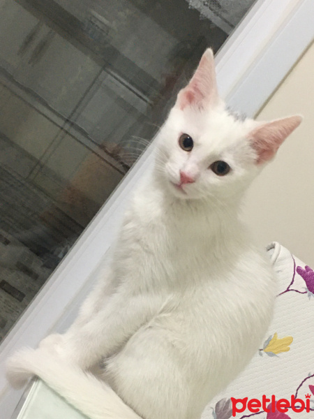 Ankara Kedisi, Kedi  Mia fotoğrafı