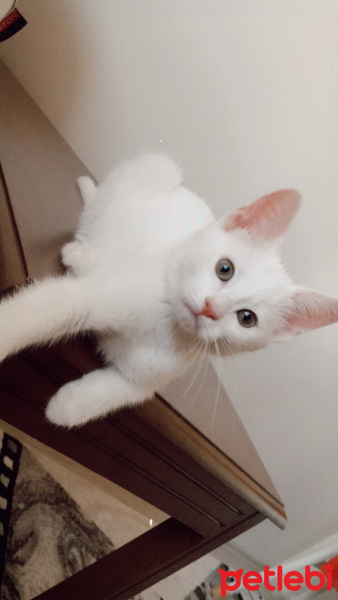 Ankara Kedisi, Kedi  Mia fotoğrafı