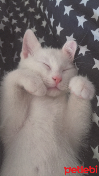 Ankara Kedisi, Kedi  Mia fotoğrafı