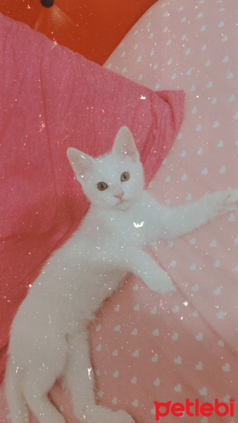 Ankara Kedisi, Kedi  Mia fotoğrafı