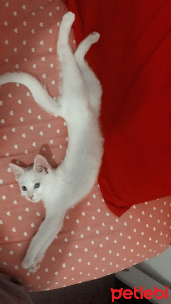 Ankara Kedisi, Kedi  Mia fotoğrafı