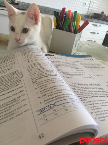 Ankara Kedisi, Kedi  Mia fotoğrafı
