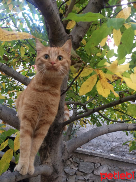 Tekir Kedi, Kedi  Gofret fotoğrafı