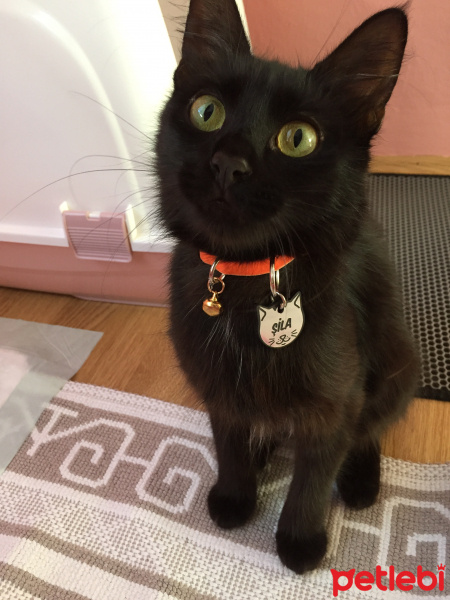 Tekir Kedi, Kedi  ŞİLA fotoğrafı