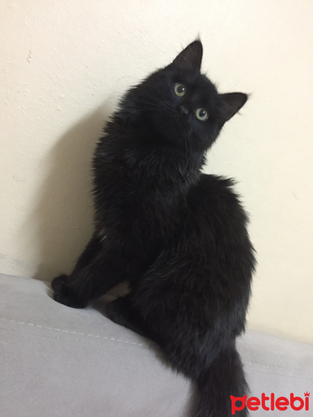 Tekir Kedi, Kedi  ŞİLA fotoğrafı
