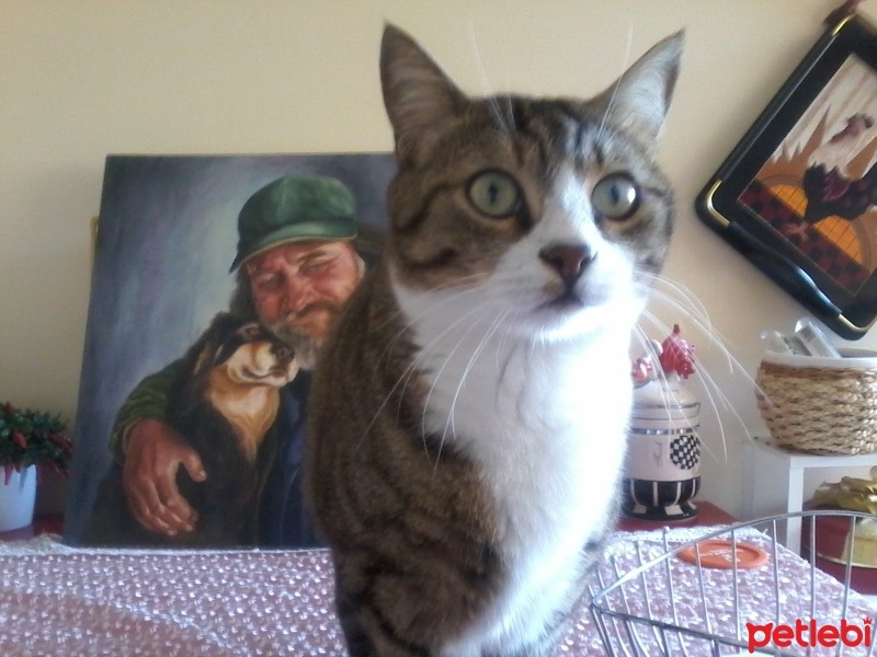 Tekir Kedi, Kedi  bebeto fotoğrafı