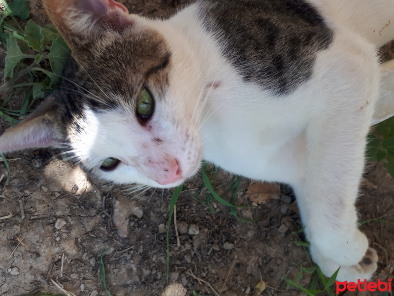 Soke, Kedi  Mıncır fotoğrafı